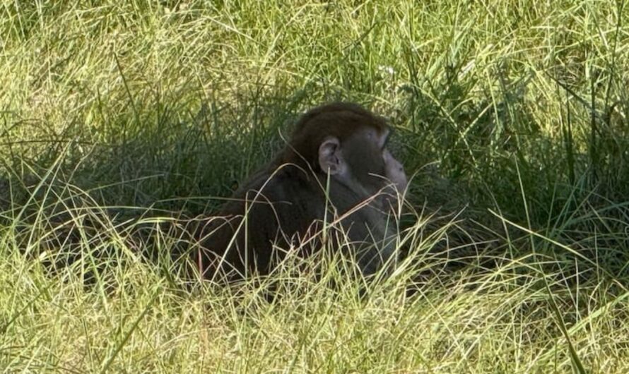 Mississippi Woman Kills Escaped Monkey Over Child Safety Fears After Truck Overturns