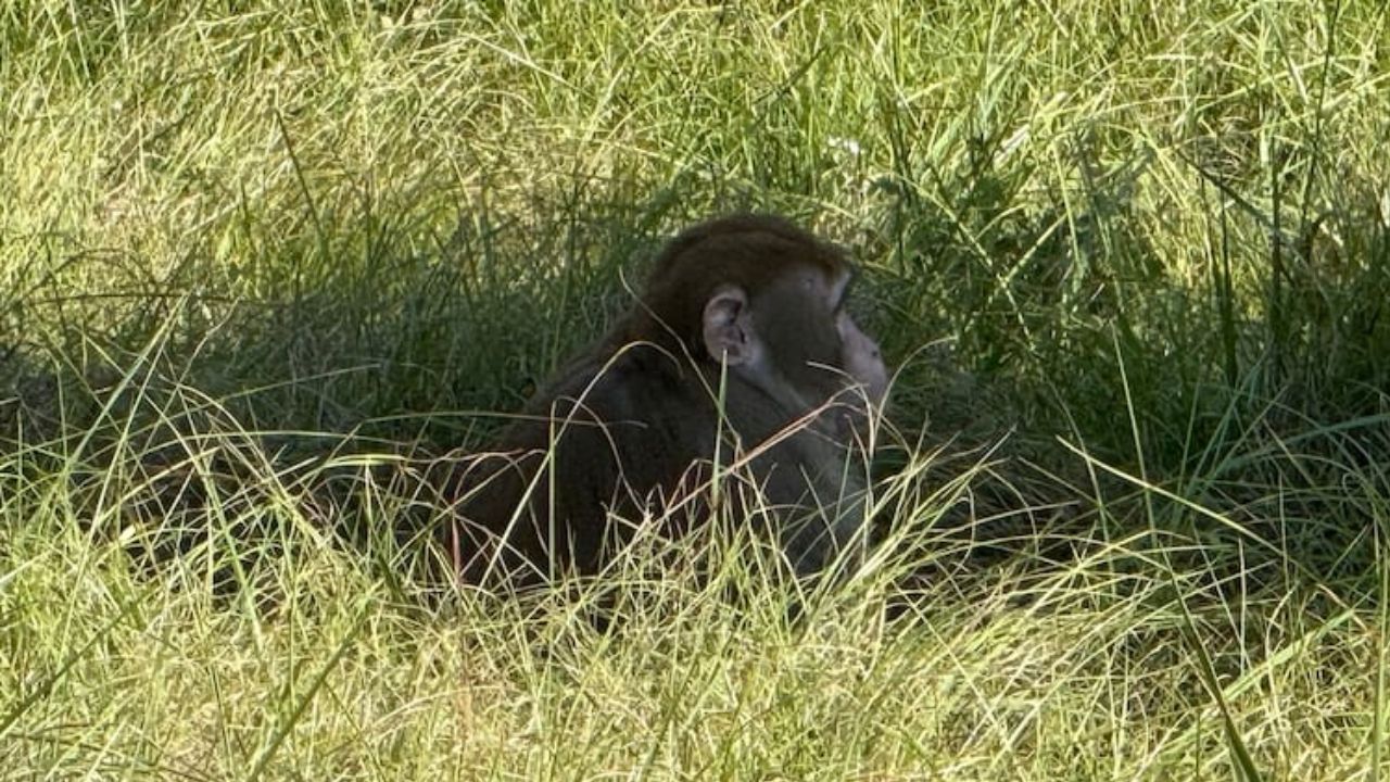 Mississippi Woman Kills Escaped Monkey Over Child Safety Fears After Truck Overturns
