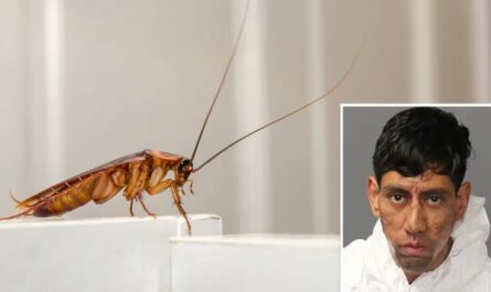 Albuquerque Man Charged in Double Homicide Claims Cockroach Sent Him a Message to Kill