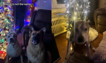 Pennsylvania Pet Owner Devastated After Dog’s Private Cremation Mistakenly Switched to Group Cremation