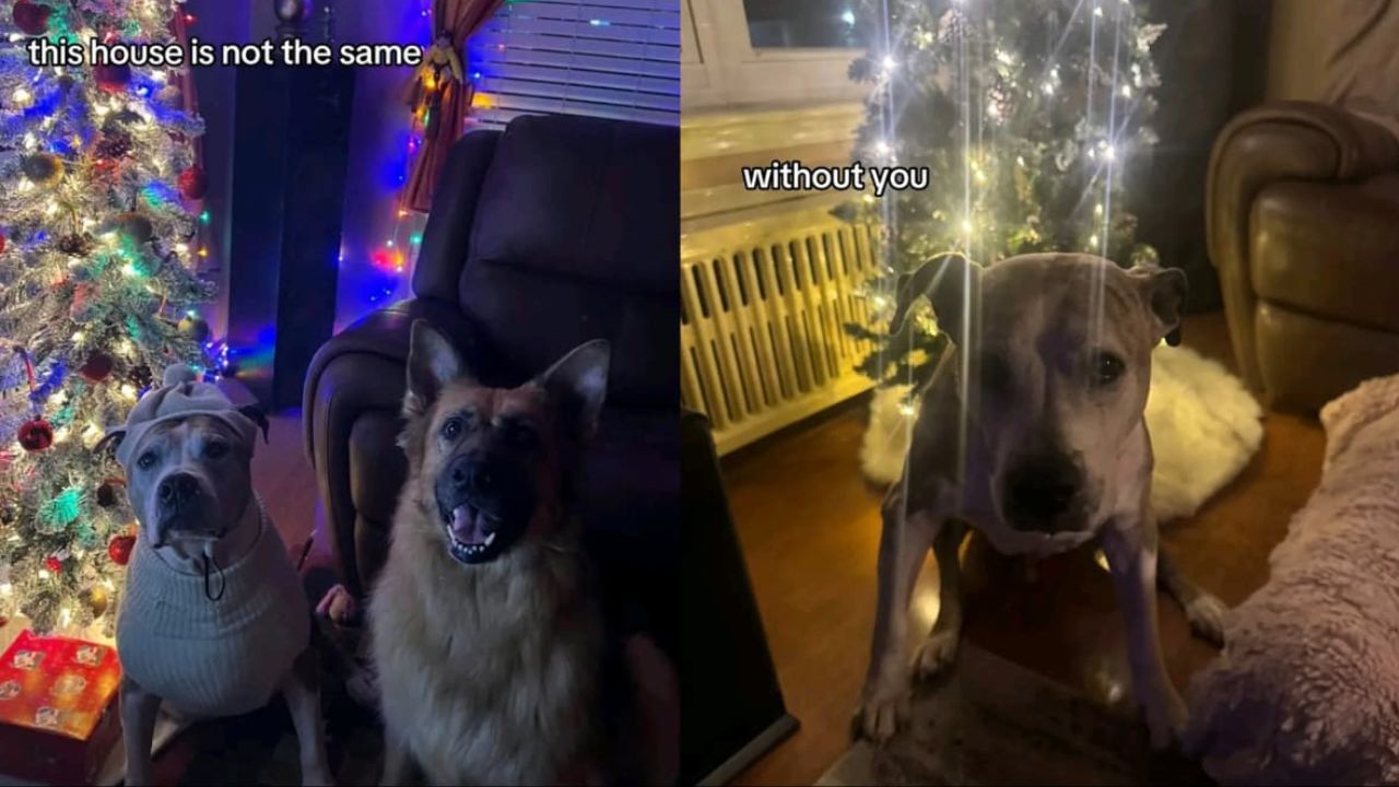 Pennsylvania Pet Owner Devastated After Dog’s Private Cremation Mistakenly Switched to Group Cremation