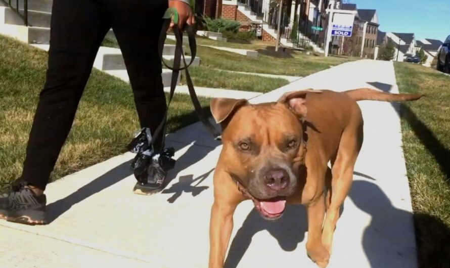 Prince George’s County to End Pit Bull Ban, Introduces New Permit System