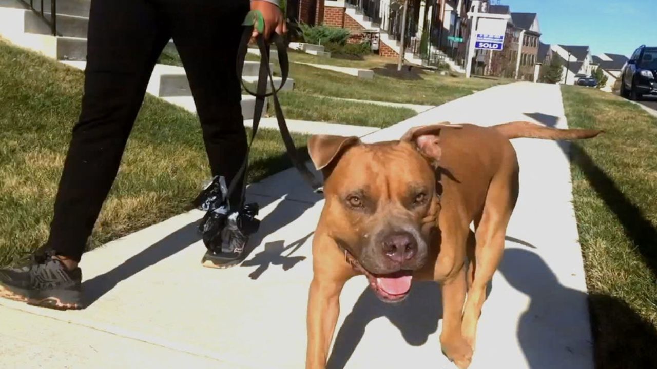 Prince George’s County to End Pit Bull Ban, Introduces New Permit System