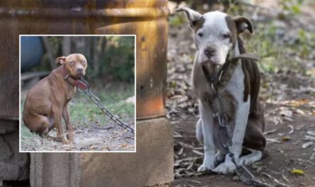 South Carolina Authorities Rescue 47 Dogs from Alleged Cruel Dog Fighting Ring