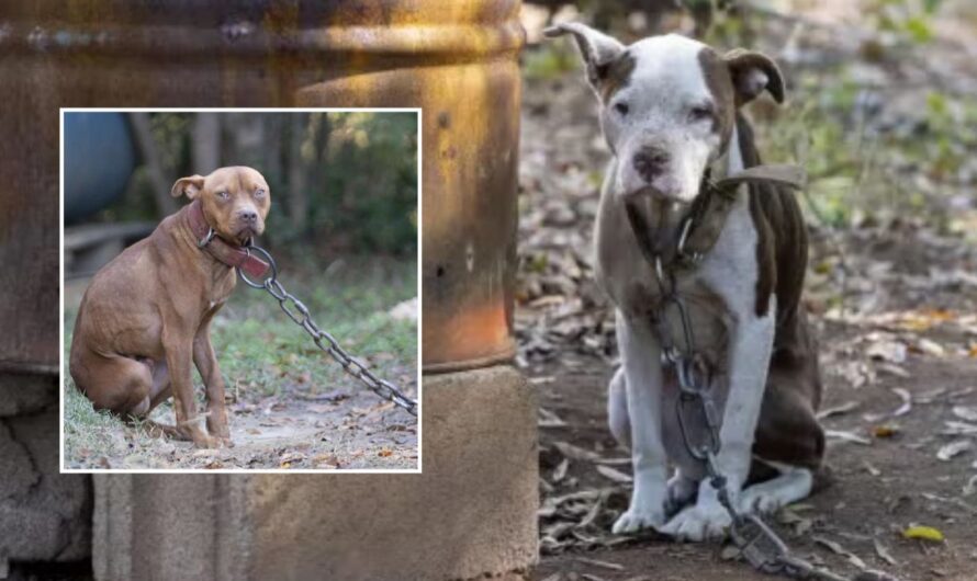 South Carolina Authorities Rescue 47 Dogs from Alleged Cruel Dog Fighting Ring