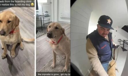 Texas Man Discovers an Hour Later He Brought Home the Wrong Dog from Day Care