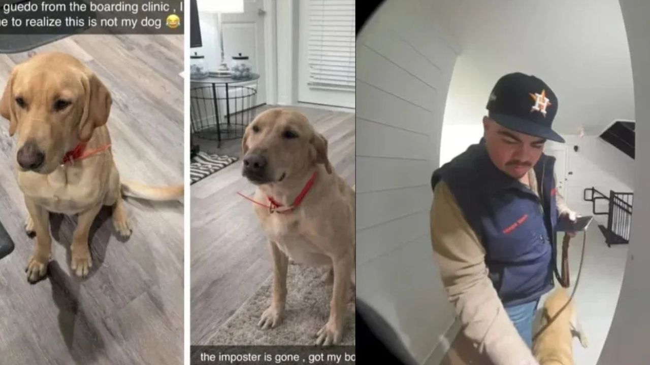 Texas Man Discovers an Hour Later He Brought Home the Wrong Dog from Day Care