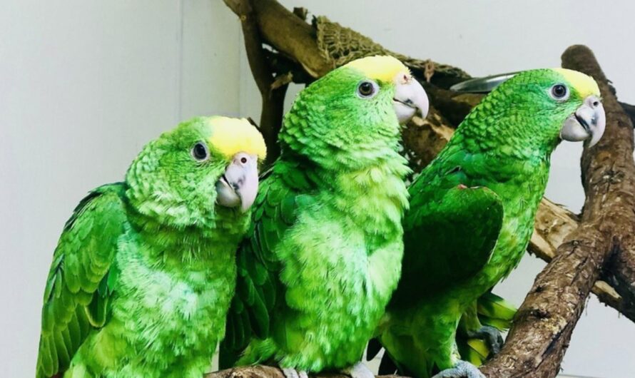 Three Exotic Parrots Rescued From Smugglers at U.S.–Mexico Border in Texas