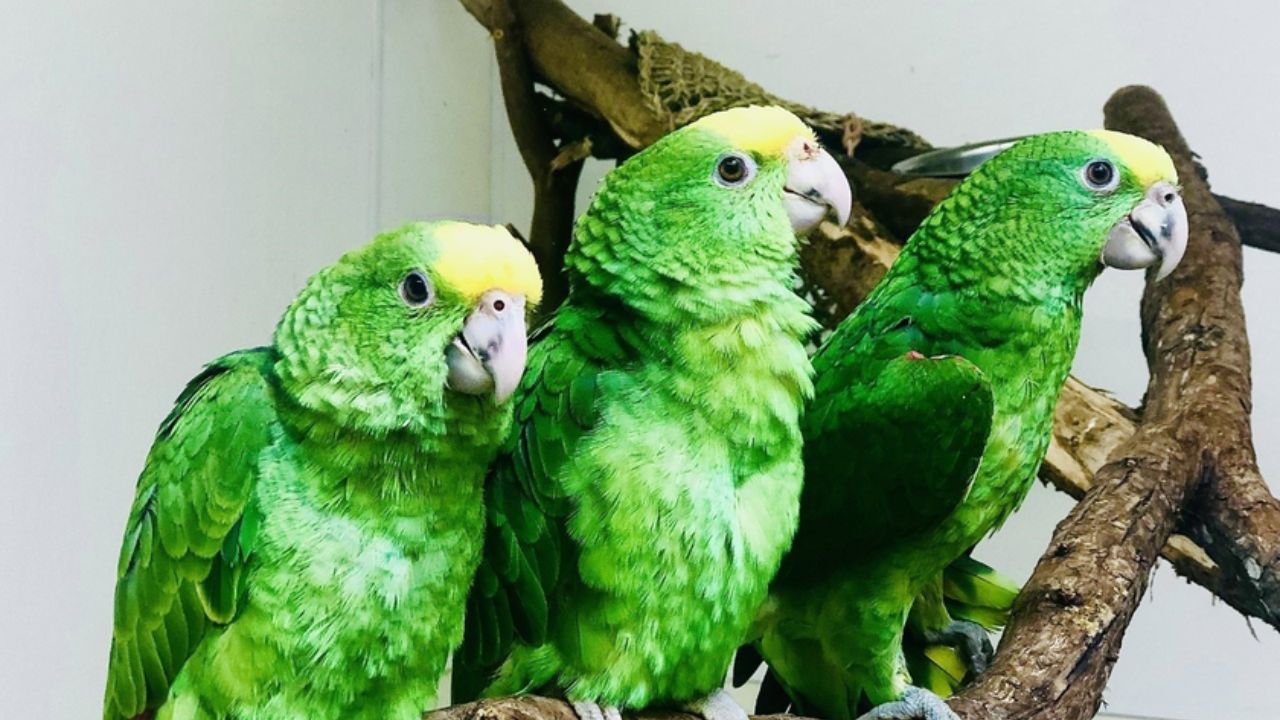 Three Exotic Parrots Rescued From Smugglers at U.S.–Mexico Border in Texas